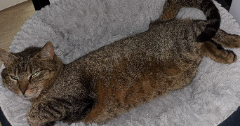 eowyn pet sitter à PAU 64000_0