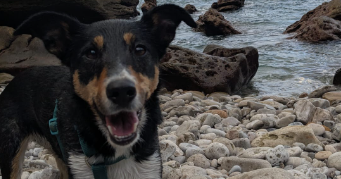 constanza pet sitter à PAU 64000_1