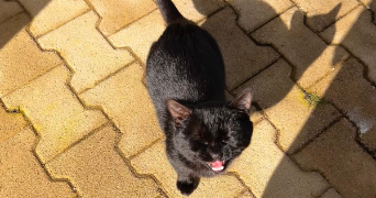 melinda pet sitter à ATTIGNAT 01340_2