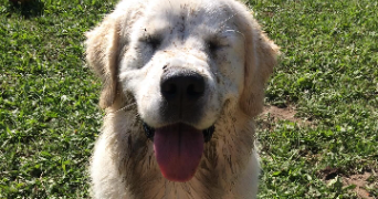annelyse pet sitter à ISSOIRE 63500_3