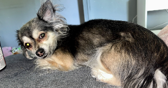 marjorie pet sitter à BEDARRIDES 84370_0