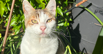 eva pet sitter à ST CHINIAN 34360_1