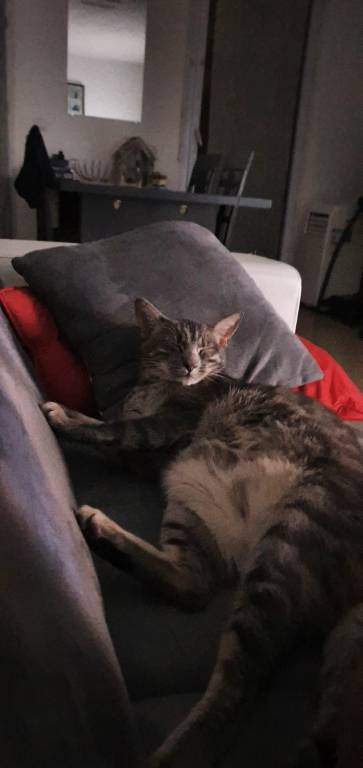 paula pet sitter à Hyères 83300_3