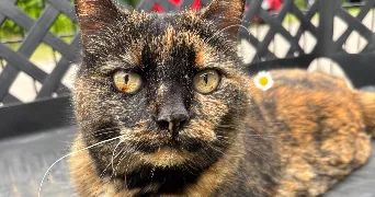 fabian pet sitter à CHEVRIER 74520