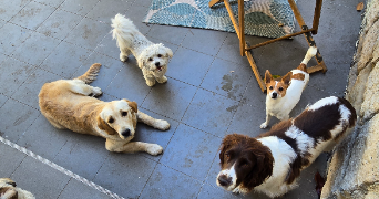 laura pet sitter à VINCENNES 94300_7