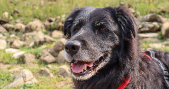 camille pet sitter à VILLEURBANNE 69100_3