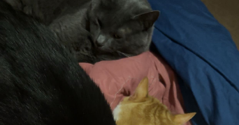 lydia pet sitter à AIX EN PROVENCE 13090_0