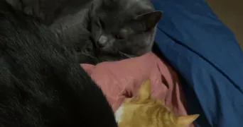 lydia pet sitter à AIX EN PROVENCE 13090