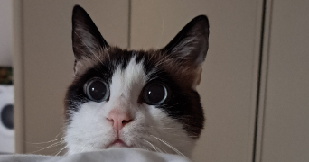 heidi pet sitter à CHEVILLY LARUE 94550_6