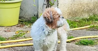 stéphanie pet sitter à PONTAULT COMBAULT 77340