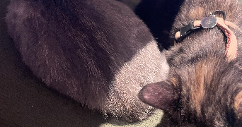 louba pet sitter à LA VOIVRE 88470_4