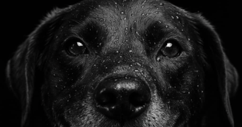 Nadège pet sitter à Pluméliau-Bieuzy 56930_1