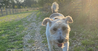 emma pet sitter à RENNES 35700_8