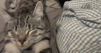 zélie pet sitter à VILLENEUVE D ASCQ 59491_4
