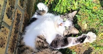 elodie cat sitter à EPONE 78680_1