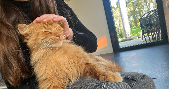 mickaela pet sitter à Saint brieuc 22000_3