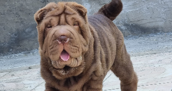 timéa dog sitter à BLET 18350_8