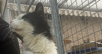 laetitia pet sitter à BOUXIERES AUX DAMES 54136_5