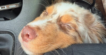 rossi pet sitter à EVIAN LES BAINS 74500_2