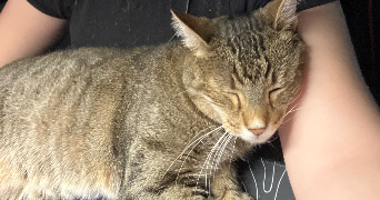 madison pet sitter à Bourges 18000_3