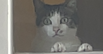 lana pet sitter à TOURS 37200_1