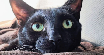mathilde pet sitter à MARSEILLE 10 13010_4