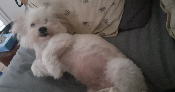 marina pet sitter à PARIS 17 75017_7