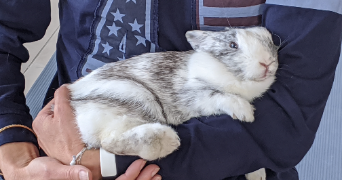 carole pet sitter à MONTPELLIER 34000_1