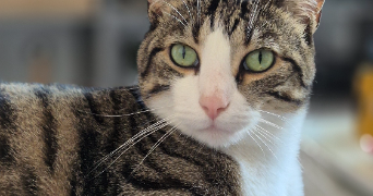mélissa pet sitter à Saint Marcellin  38160_2