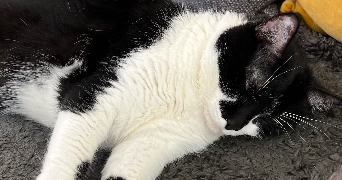 stella pet sitter à PARIS 17 75017_2