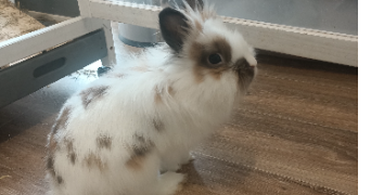 delphine pet sitter à COMMUNAY 69360_1