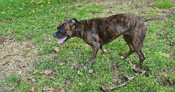 marie pet sitter à Chaingy 45380_11