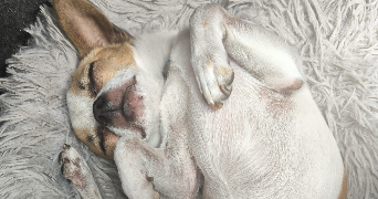 sabrina pet sitter à Morsang sur Orge 91390_1