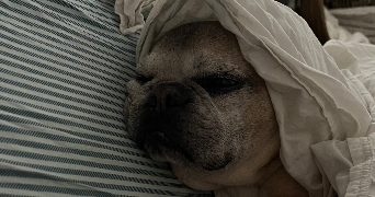 thémis pet sitter à PARIS 03 75003_9