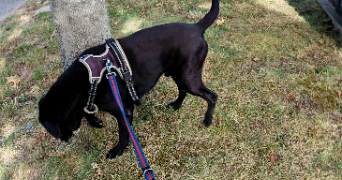 izza pet sitter à LEUVILLE SUR ORGE 91310_2