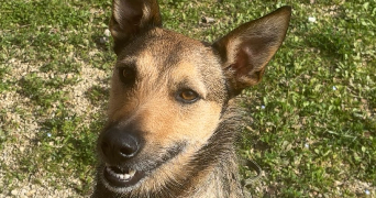 annie pet sitter à VILLELONGUE DE LA SALANQUE 66410_0