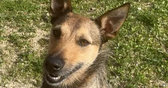 annie pet sitter à VILLELONGUE DE LA SALANQUE 66410