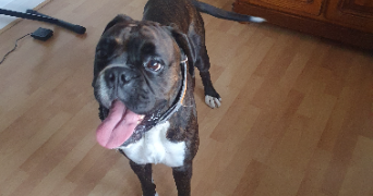 severine pet sitter à GEISPOLSHEIM 67118_8