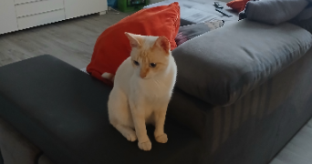 elodie pet sitter à SILLINGY 74330_6