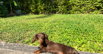 clara pet sitter à PARIS 07 75007_3