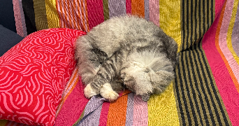 nolwenn cat sitter à PARIS 10 75010_1