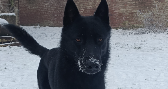 may pet sitter à Wavrans-sur-Ternoise 62130_3