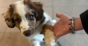 lauryne pet sitter à Bruay la Buissière 62700_3