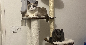 ghita pet sitter à ASNIERES SUR SEINE 92600_1