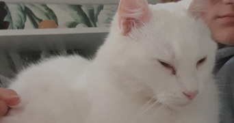 marylène pet sitter à LA NORVILLE 91290_7