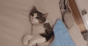 emilie pet sitter à JARNY 54800_2