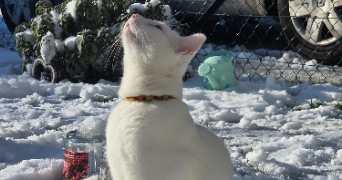 alicia pet sitter à Mirville 76210_4