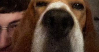 valentin pet sitter à RENNES 35000_3