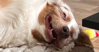 maeva pet sitter à ST CIERS SUR GIRONDE 33820_1