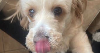 arthur pet sitter à GUINGAMP 22200_3